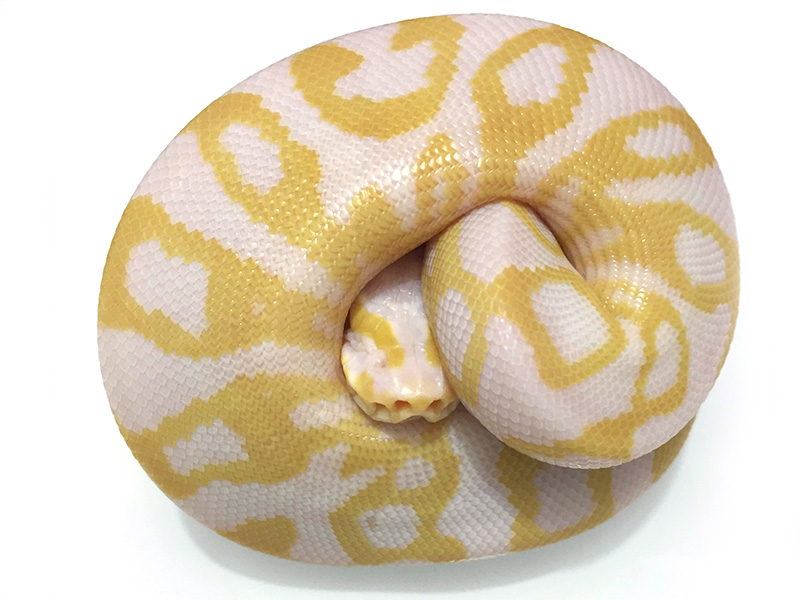 Albino Leopard Pastel