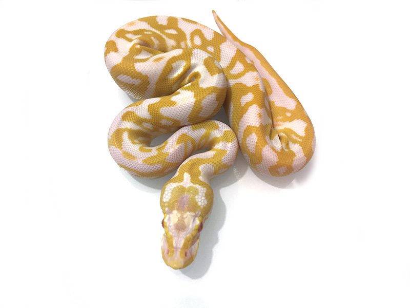 Albino Leopard Pastel