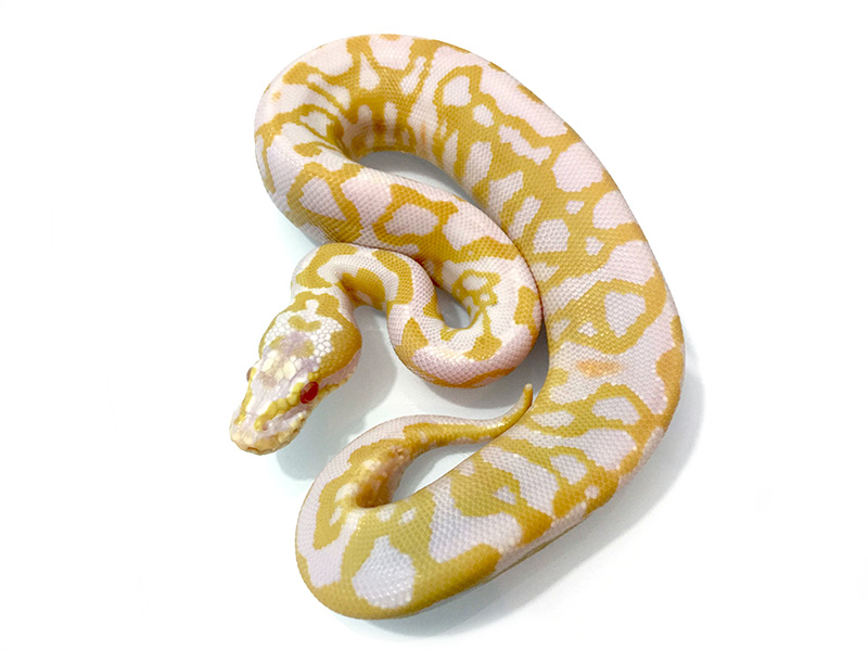 Albino Leopard Pastel