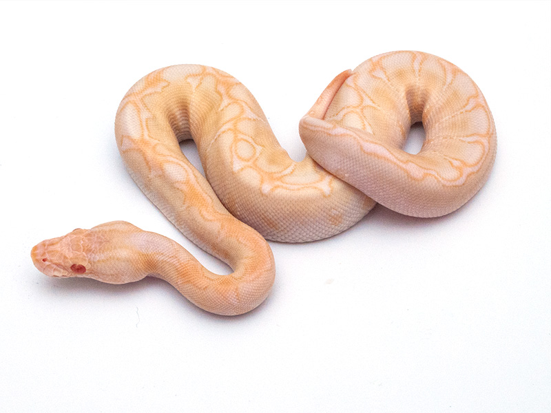 Albino Lesser Bee