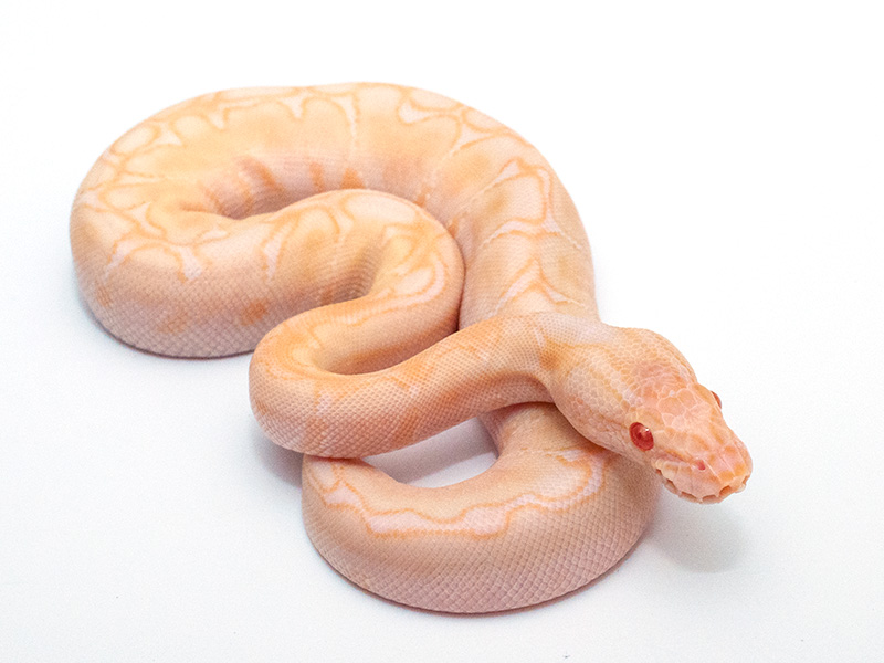 Albino Lesser Bee