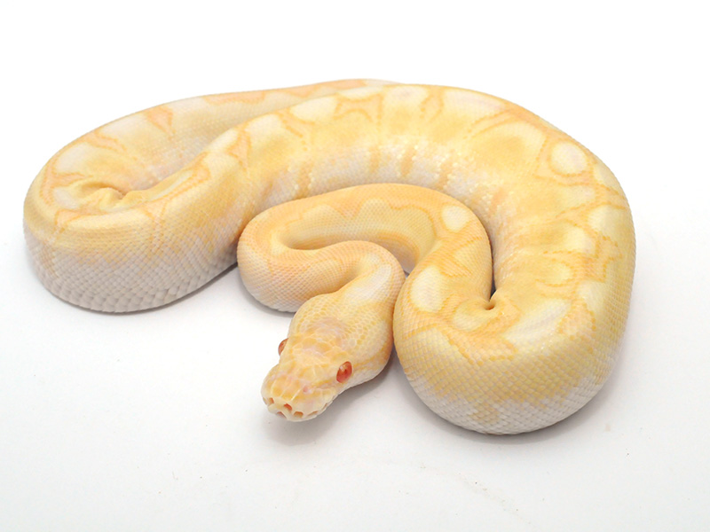 Albino Lesser Bee