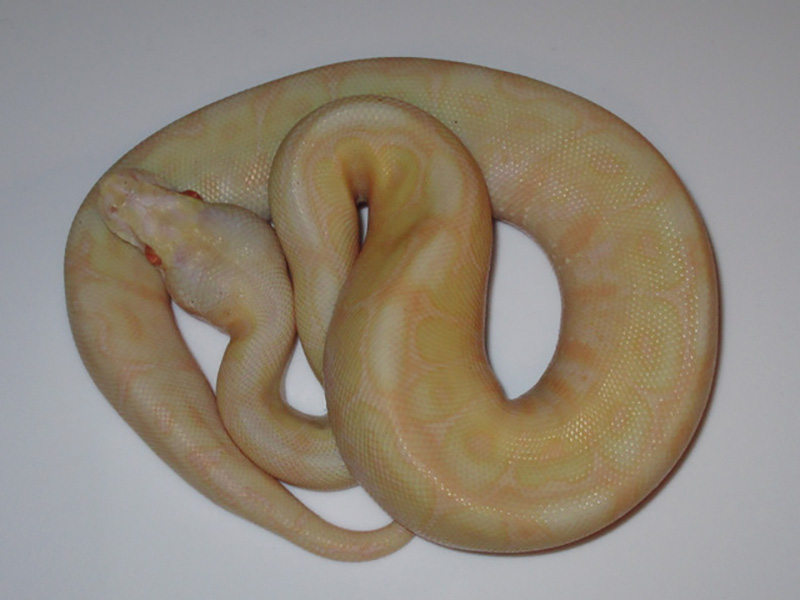 Albino Lesser Pastel Spider