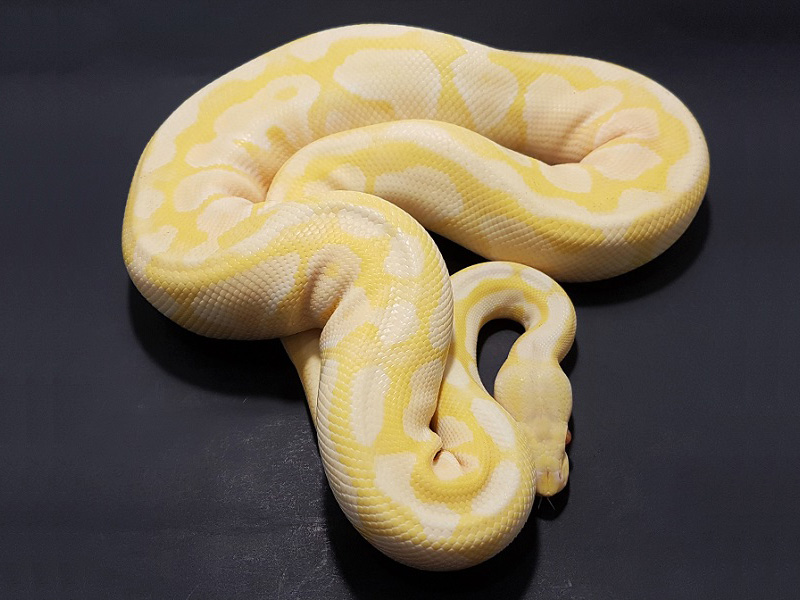 Albino Lesser Pastel