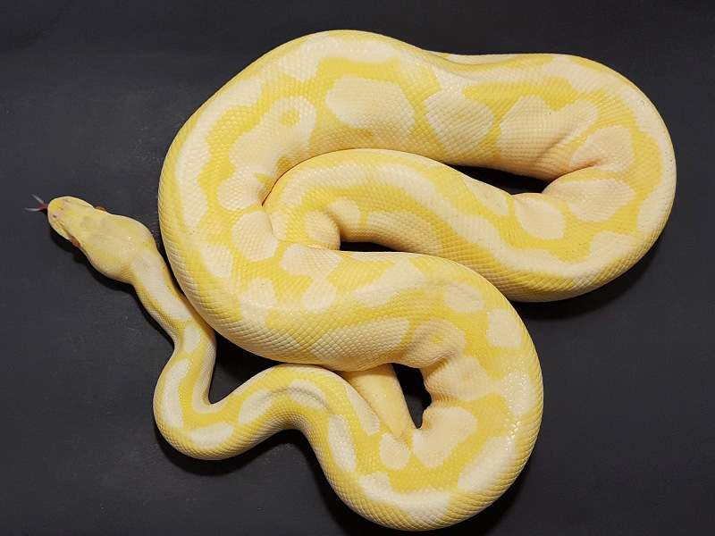 Albino Lesser Pastel