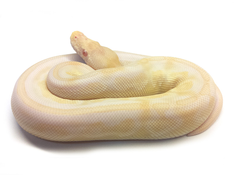 Albino Lesser Pewter