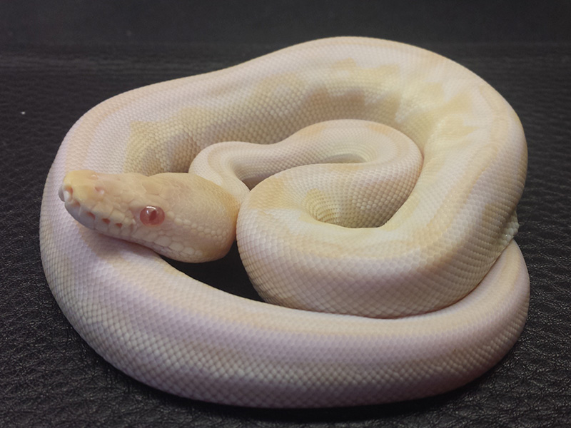 Albino Lesser Pewter