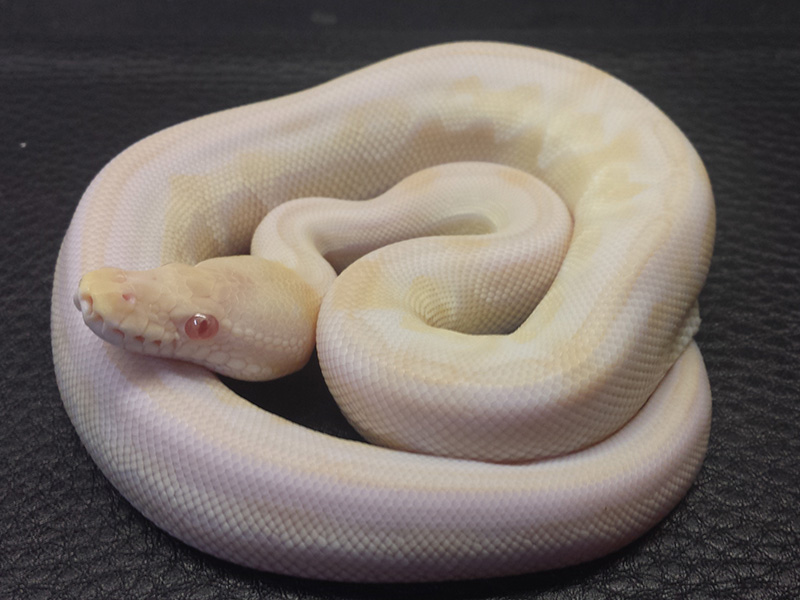 Albino Lesser Pewter