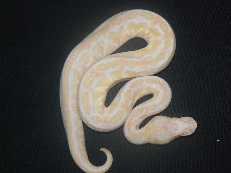 Albino Lesser