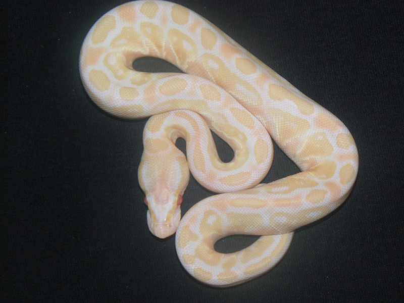 Albino Lesser