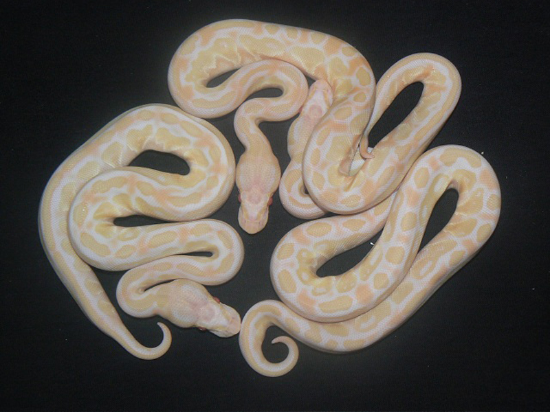 Albino Lesser