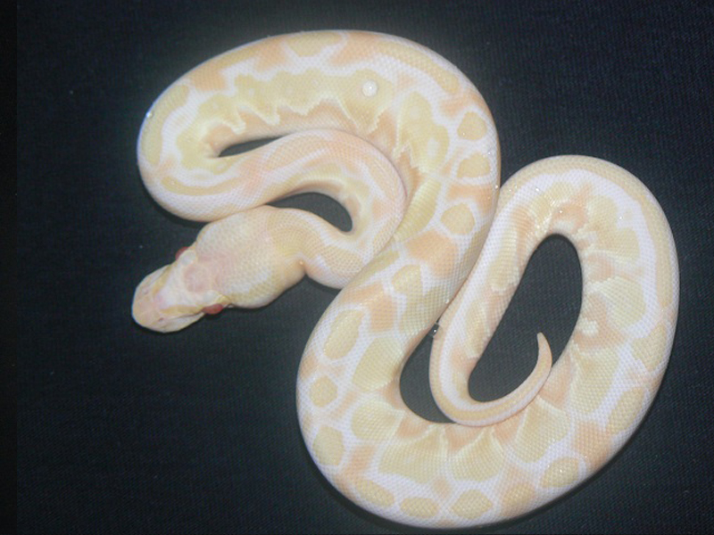 Albino Lesser