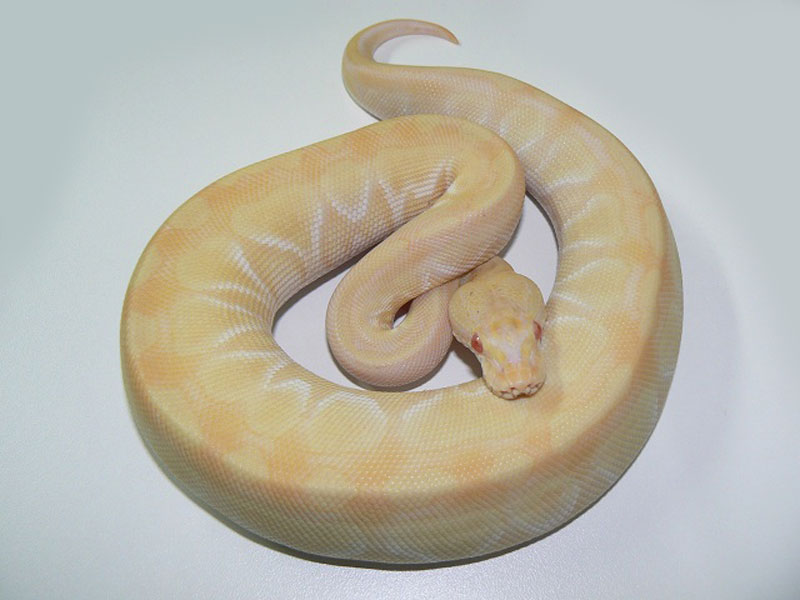 Albino Lesser