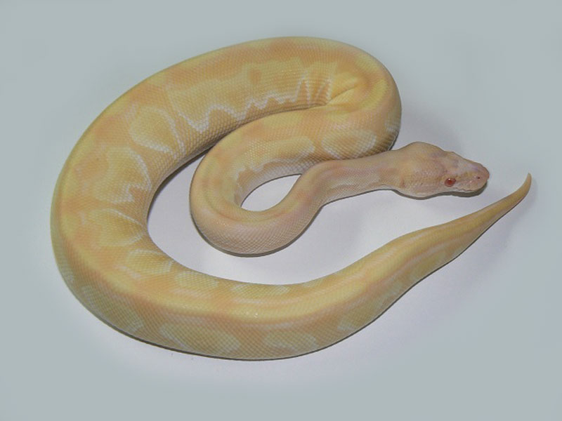 Albino Lesser