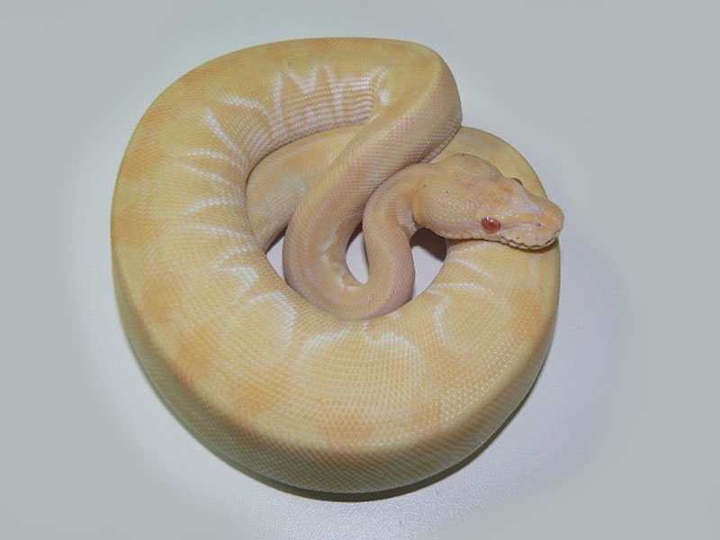 Albino Lesser