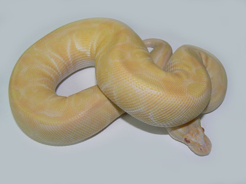 Albino Lesser