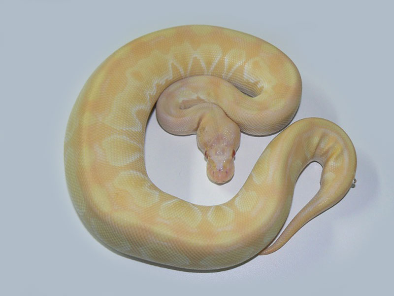 Albino Lesser