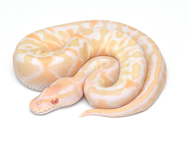 Albino Lesser