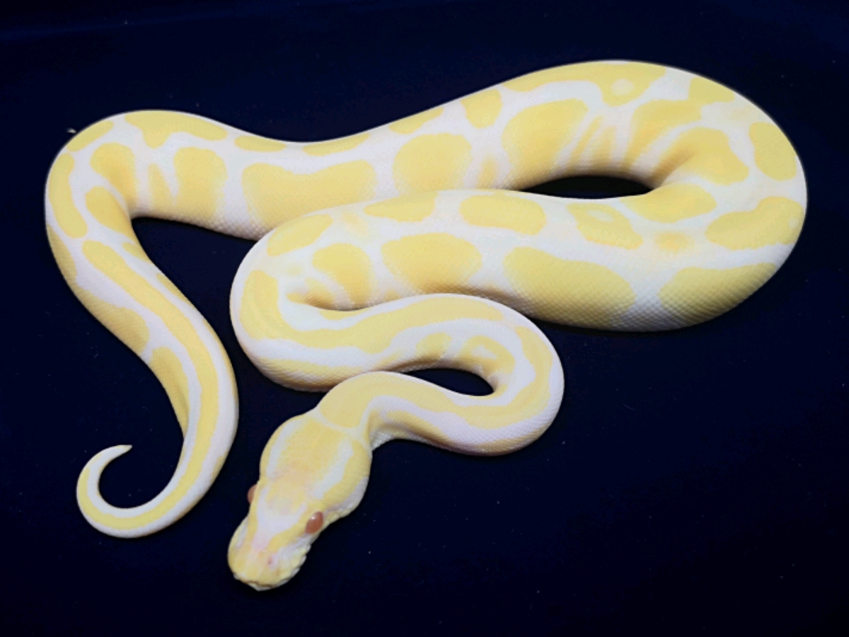 Albino Mango
