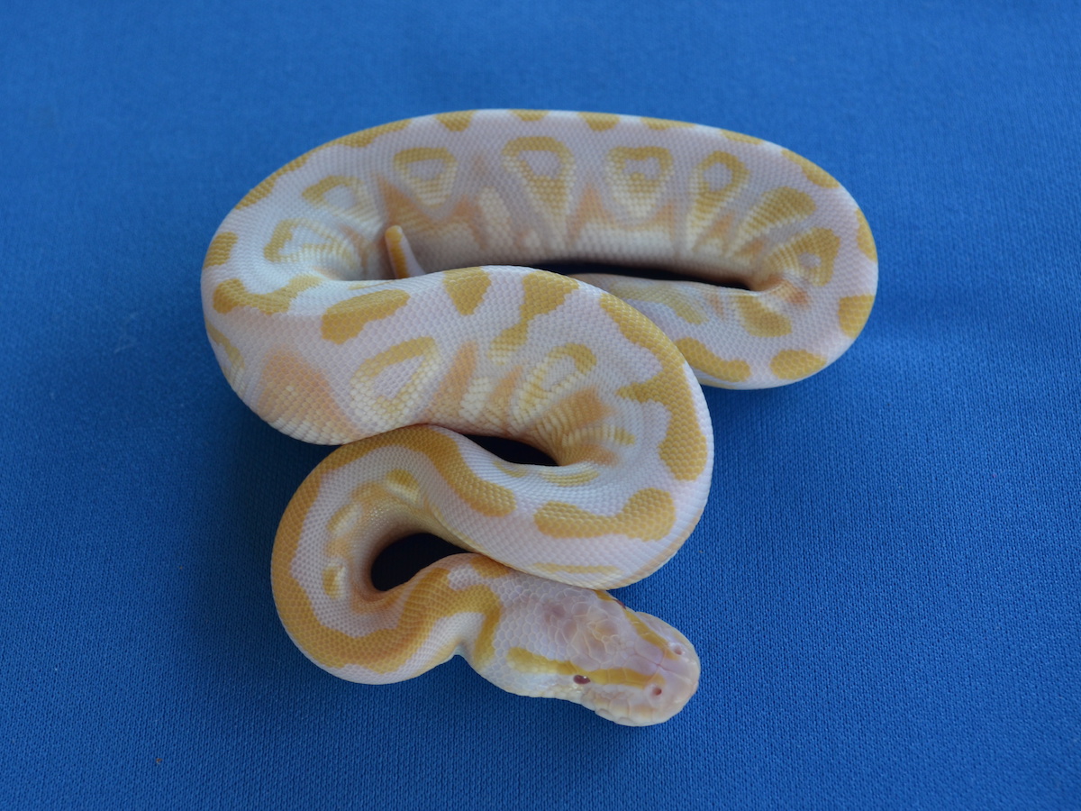 Albino Mojave Pastel