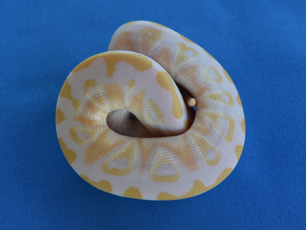 Albino Mojave Pastel