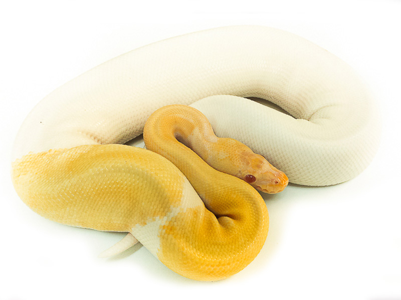 Albino Mojave Pied