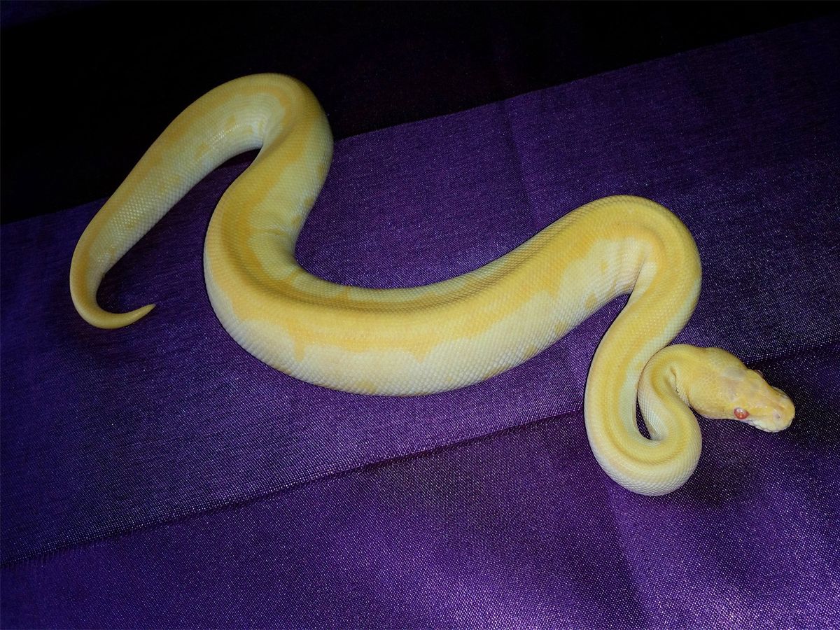 Albino Mojave Pinstripe