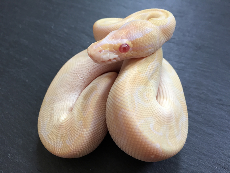 Albino Mojave Special