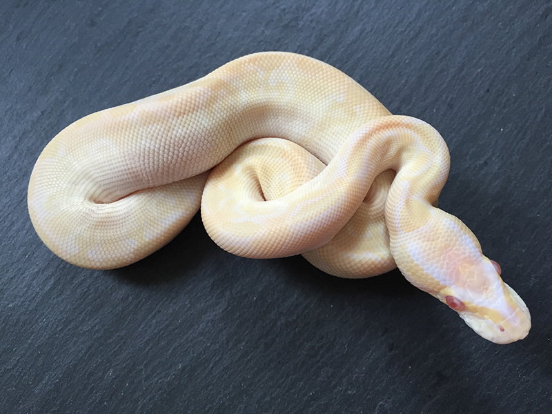 Albino Mojave Special