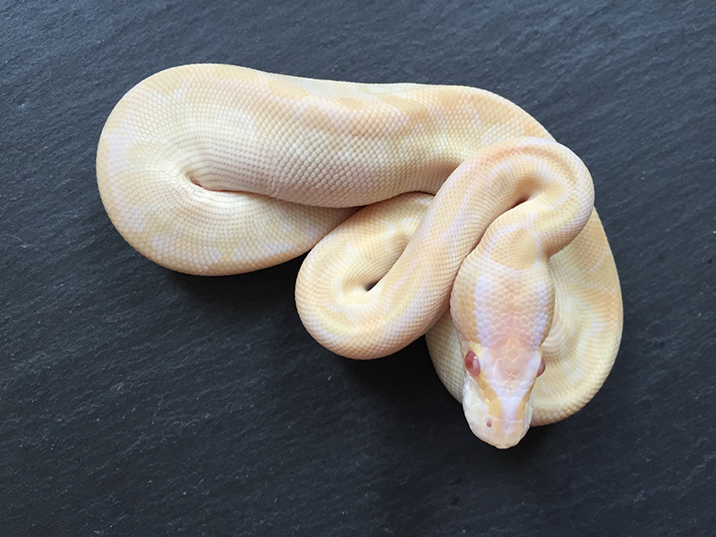 Albino Mojave Special