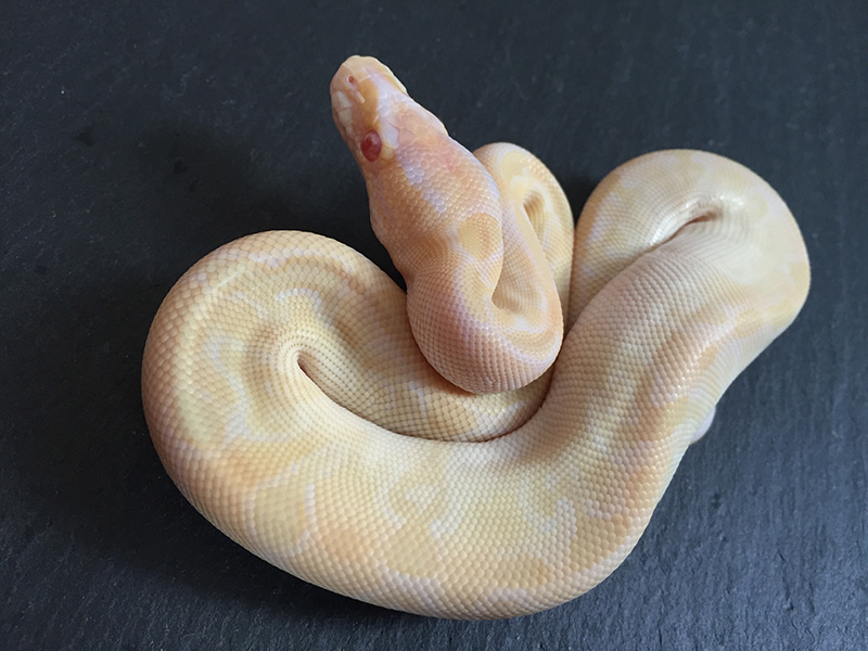 Albino Mojave Special