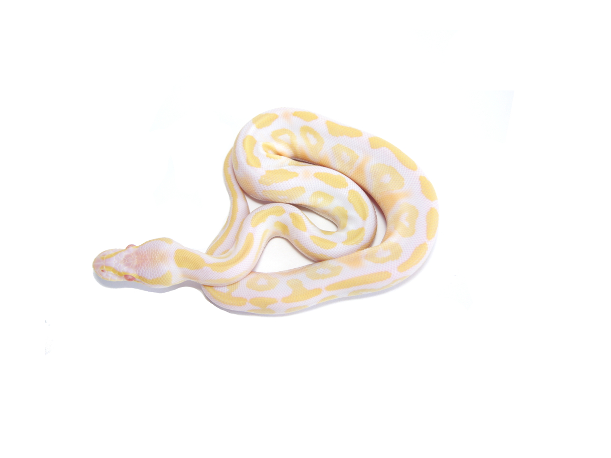 Albino Mojave Yellow Belly