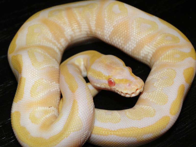 Albino Mojave 