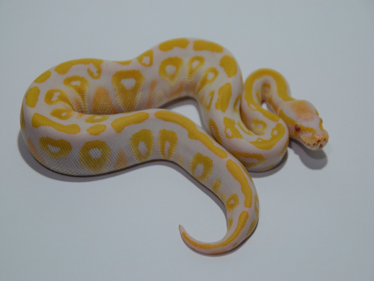 Albino Mystic
