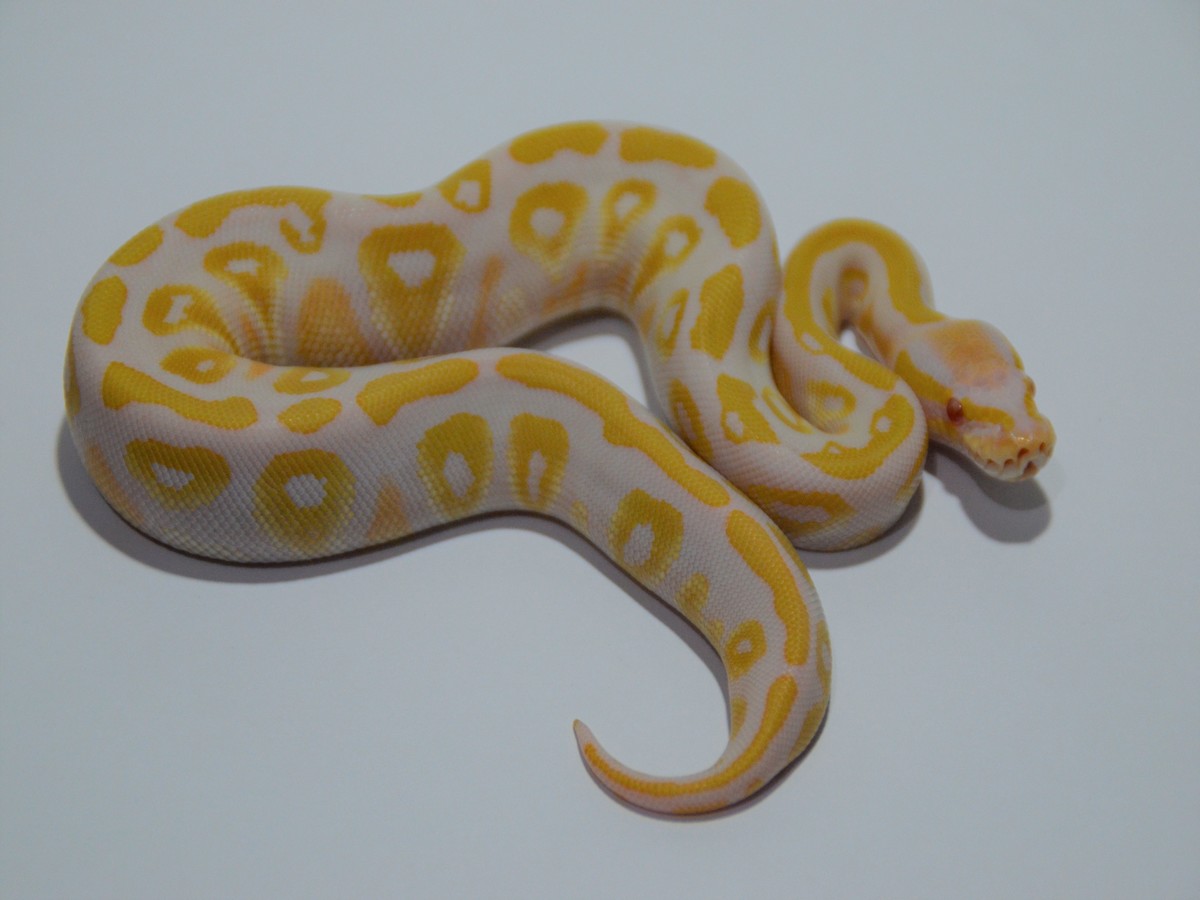 Albino Mystic