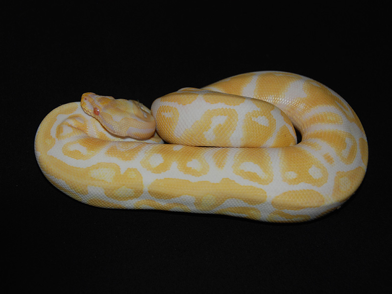 Albino Nebula Yellow Belly