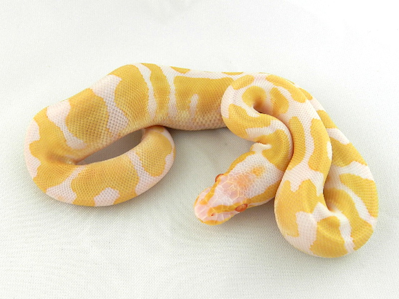 Albino Orange Dream