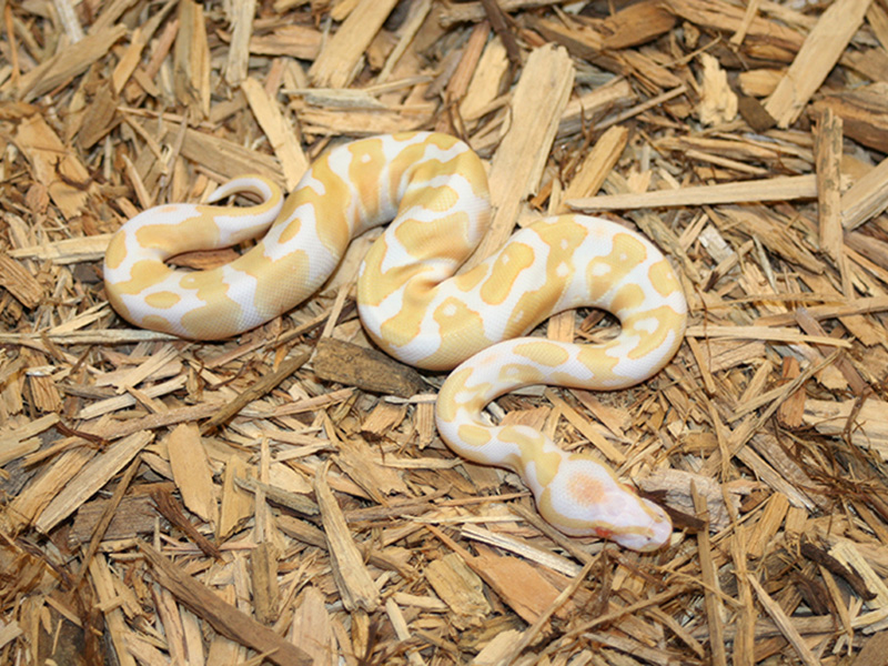 Albino Orange Dream