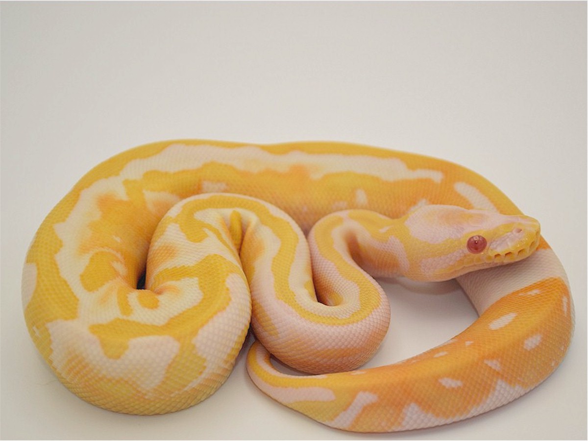 Albino Panther TII Pastel Piebald