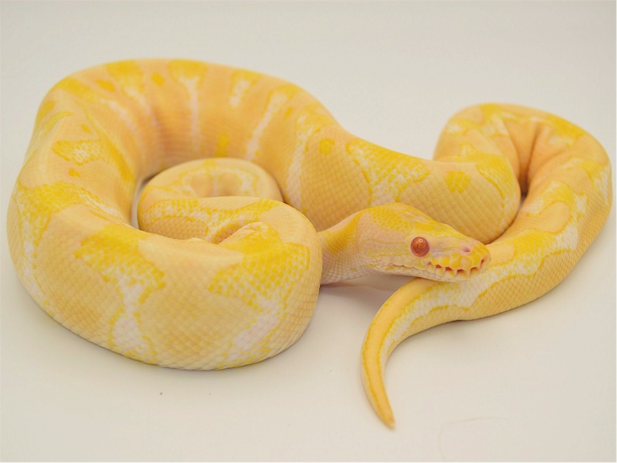 Albino Panther TII Pastel