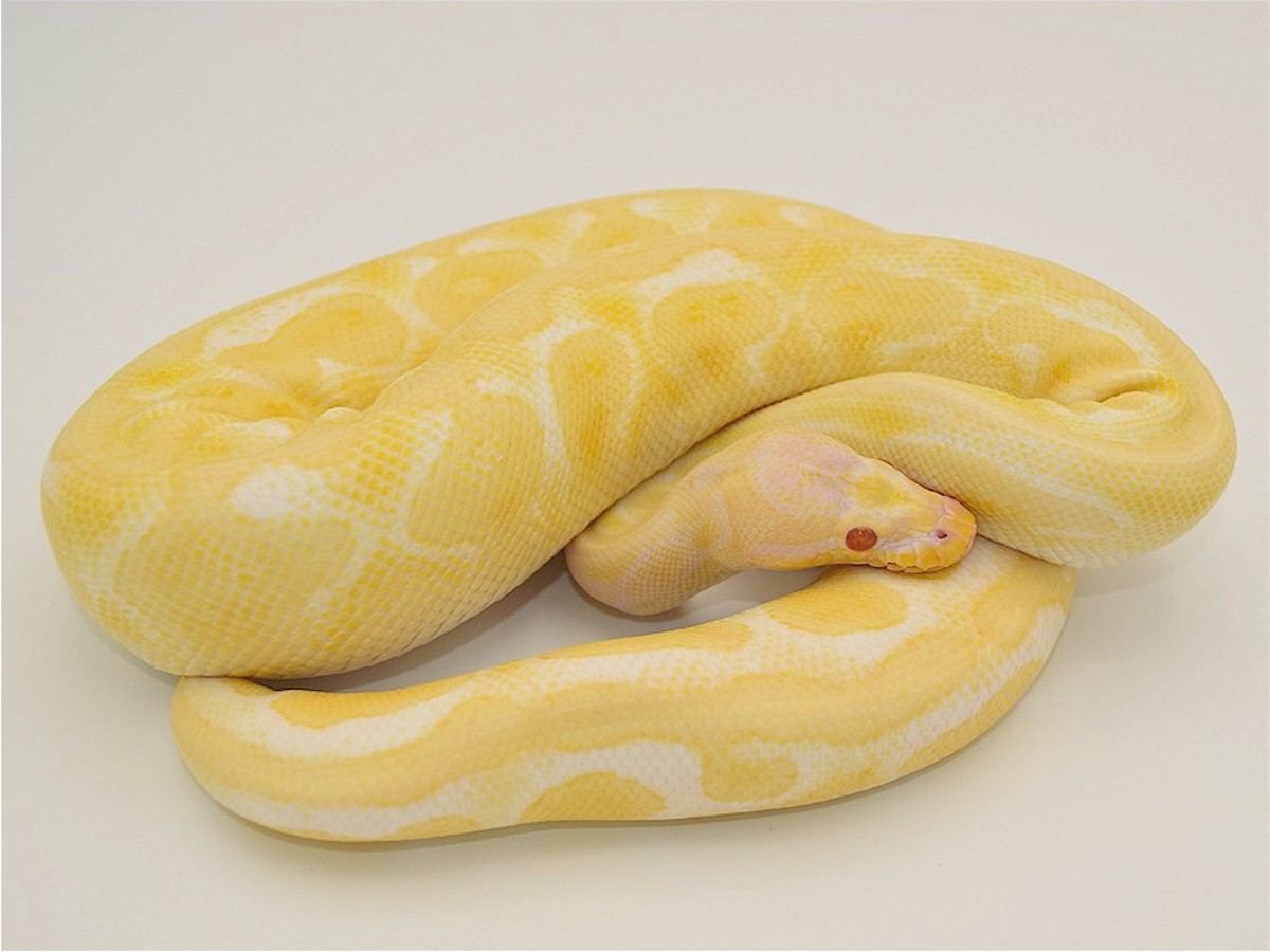 Albino Panther TII Super Pastel