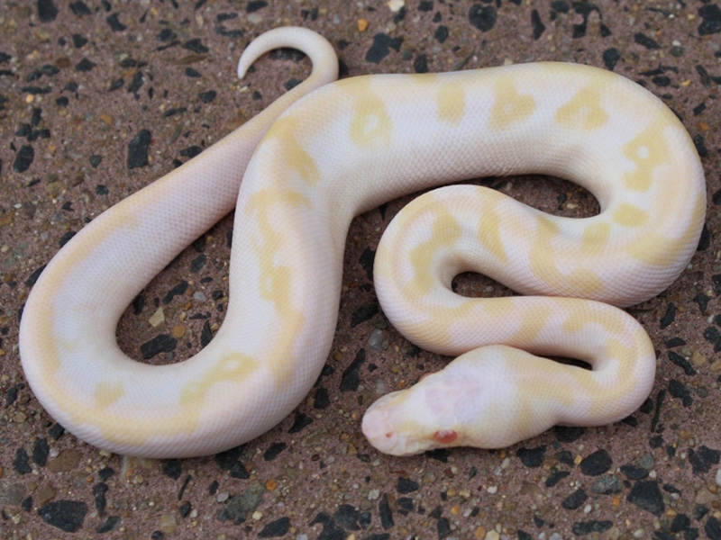 Albino Pastel Champagne