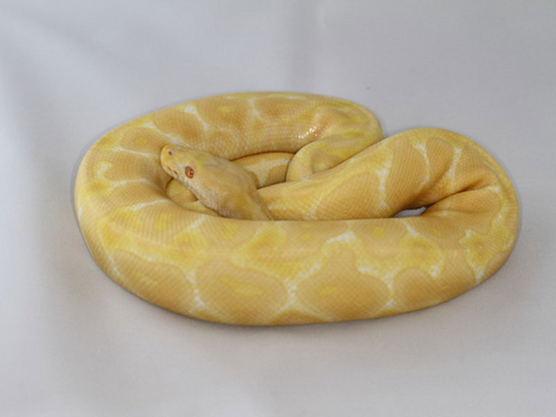 Albino Pastel Yellow Belly