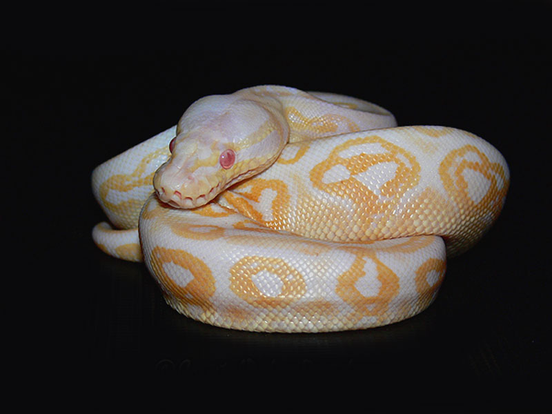 Albino Pewter