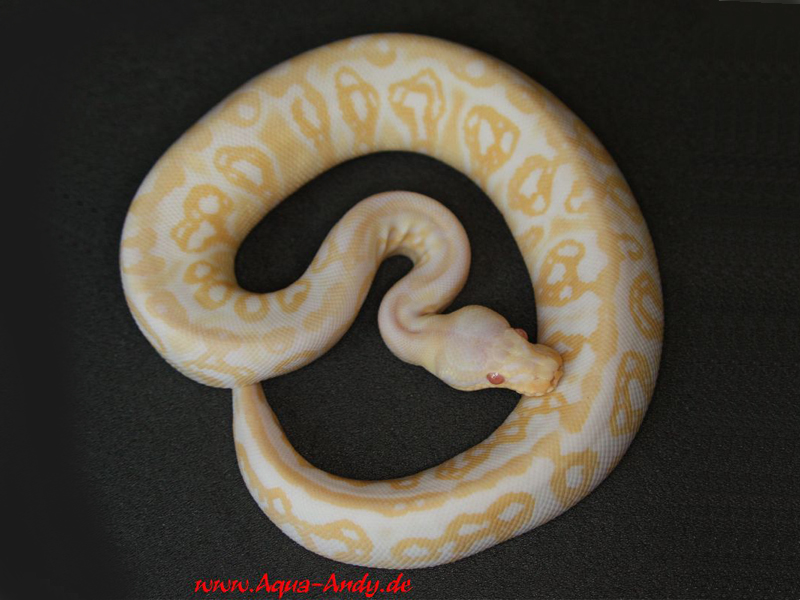 Albino Pewter