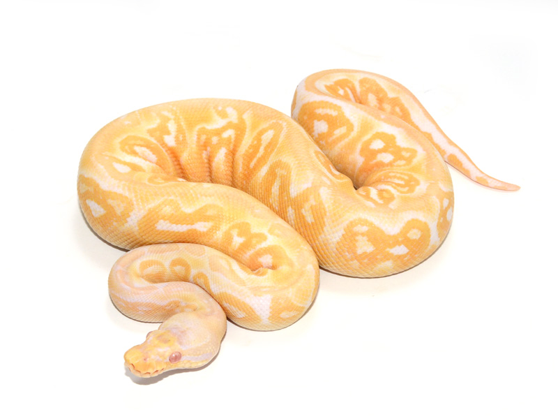 Albino Pewter