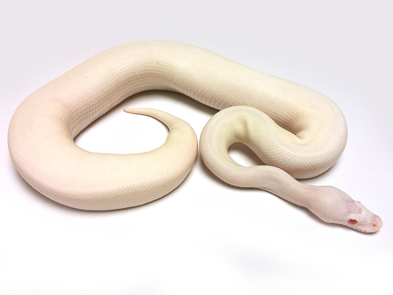 Albino Pied Spider