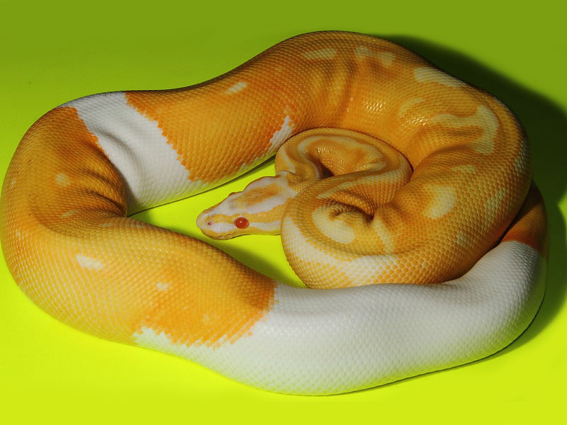 Albino Pied Super Genetic Banded