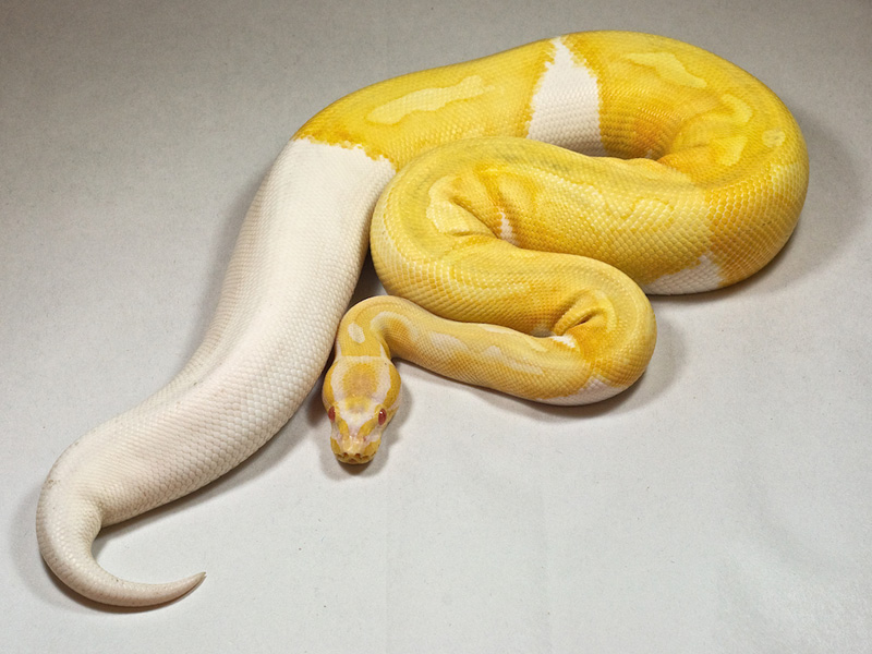 Albino Pied