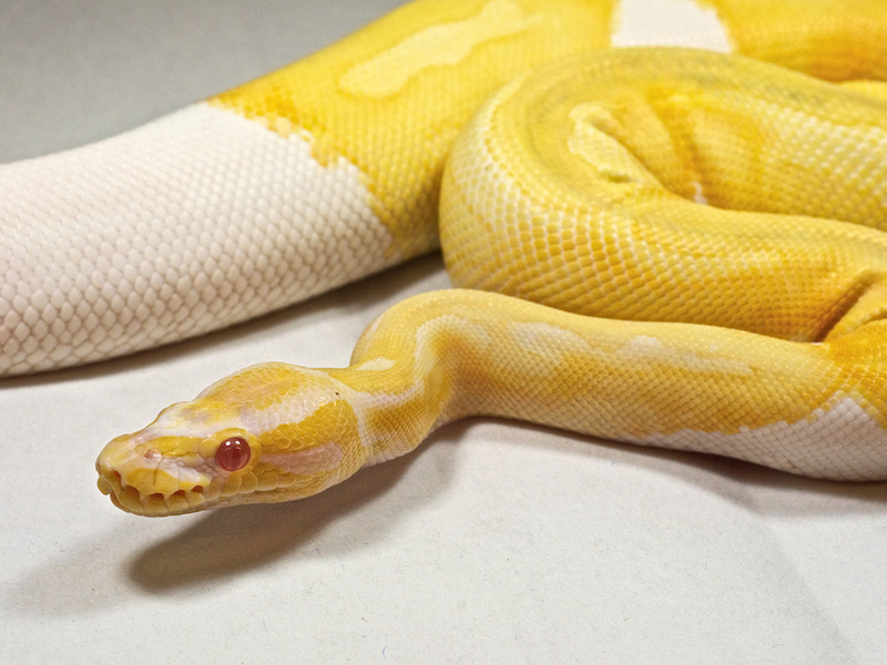 Gallery of Super Pastel Pied Ball Python.